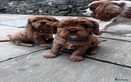 Cavalier King Charles Spaniel dogs for sale: KC registered and DNA clear cavaliers - Image 3