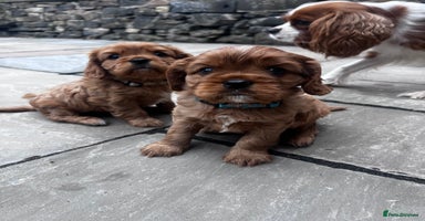 Cavalier King Charles Spaniel dogs - Advert 18