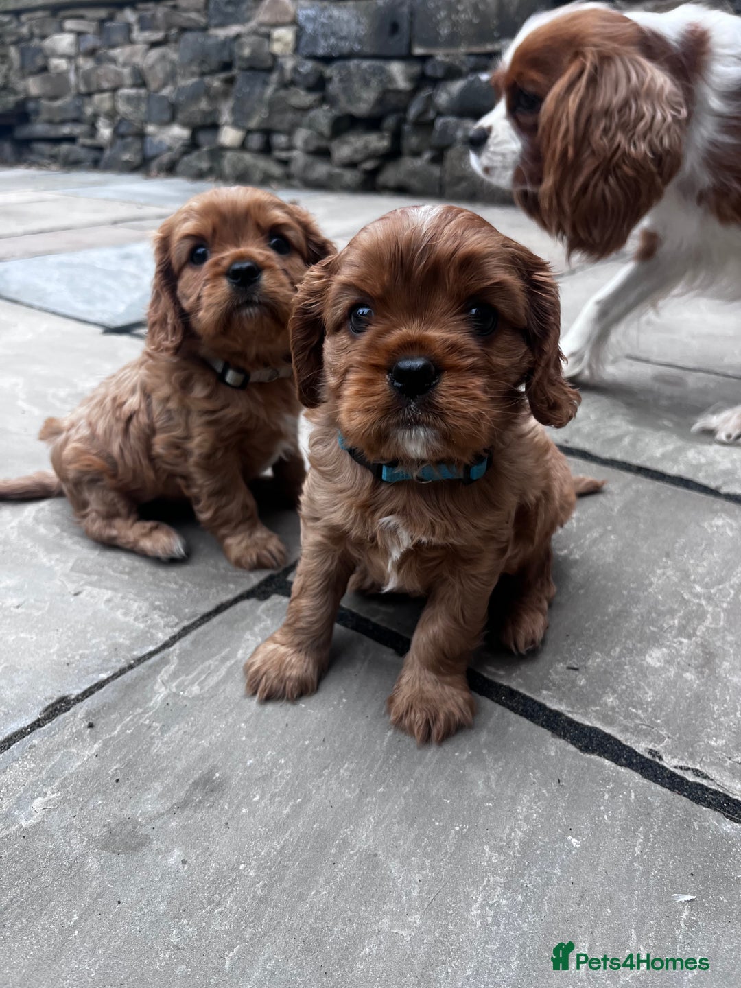 Cavalier King Charles Spaniel dogs for sale: KC registered and DNA clear cavaliers - Image 3