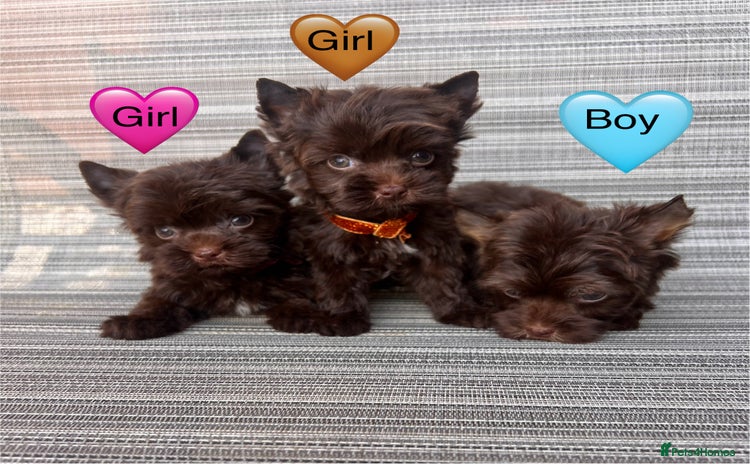 Yorkshire Terrier dogs - Advert 2