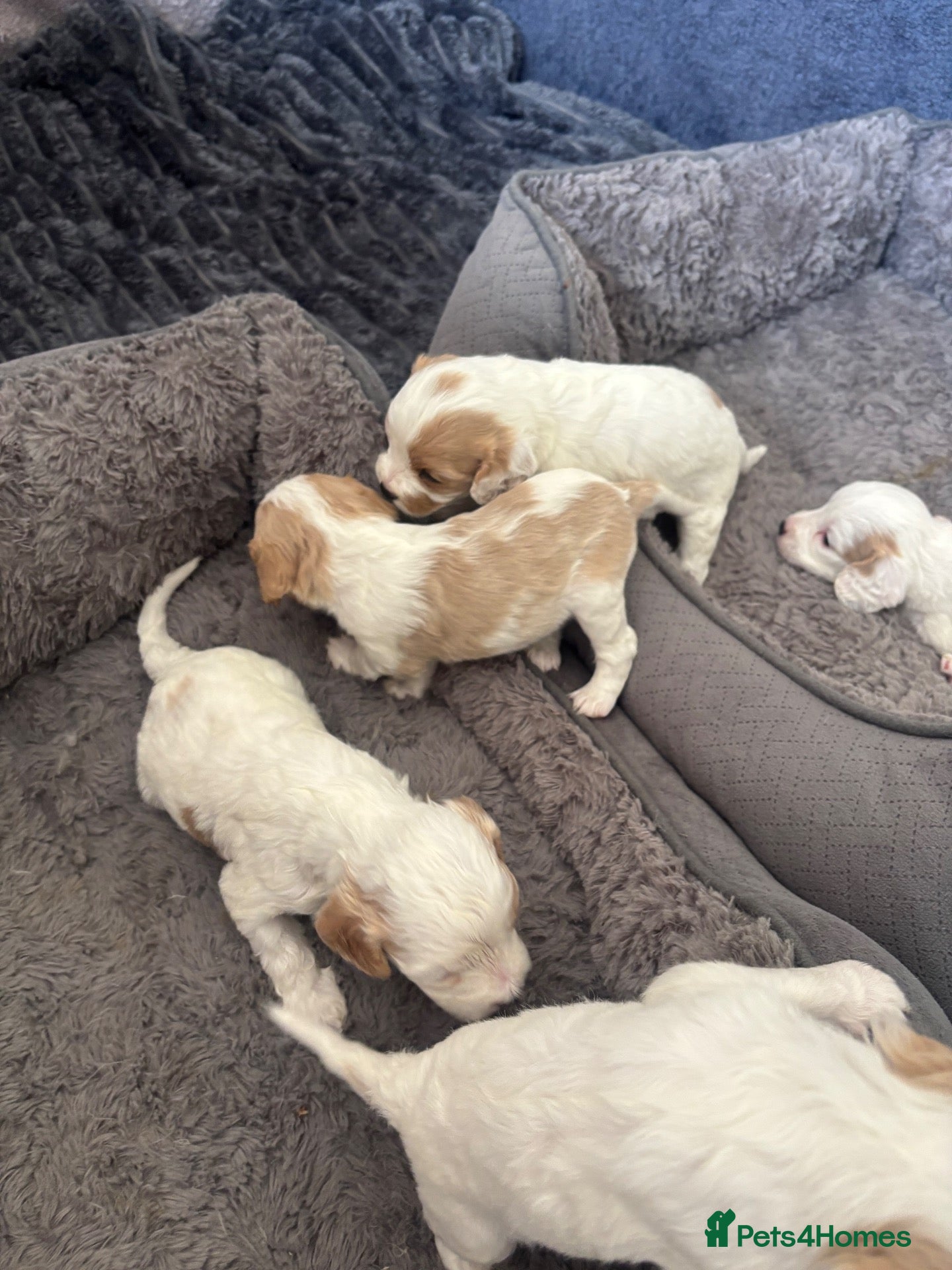 Mixed Breed dogs Mixed breed cockapoo King Charles spaniel puppies  - Advert 2