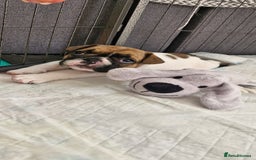 French Bulldog dogs for sale: French Bulldogs - Image 16