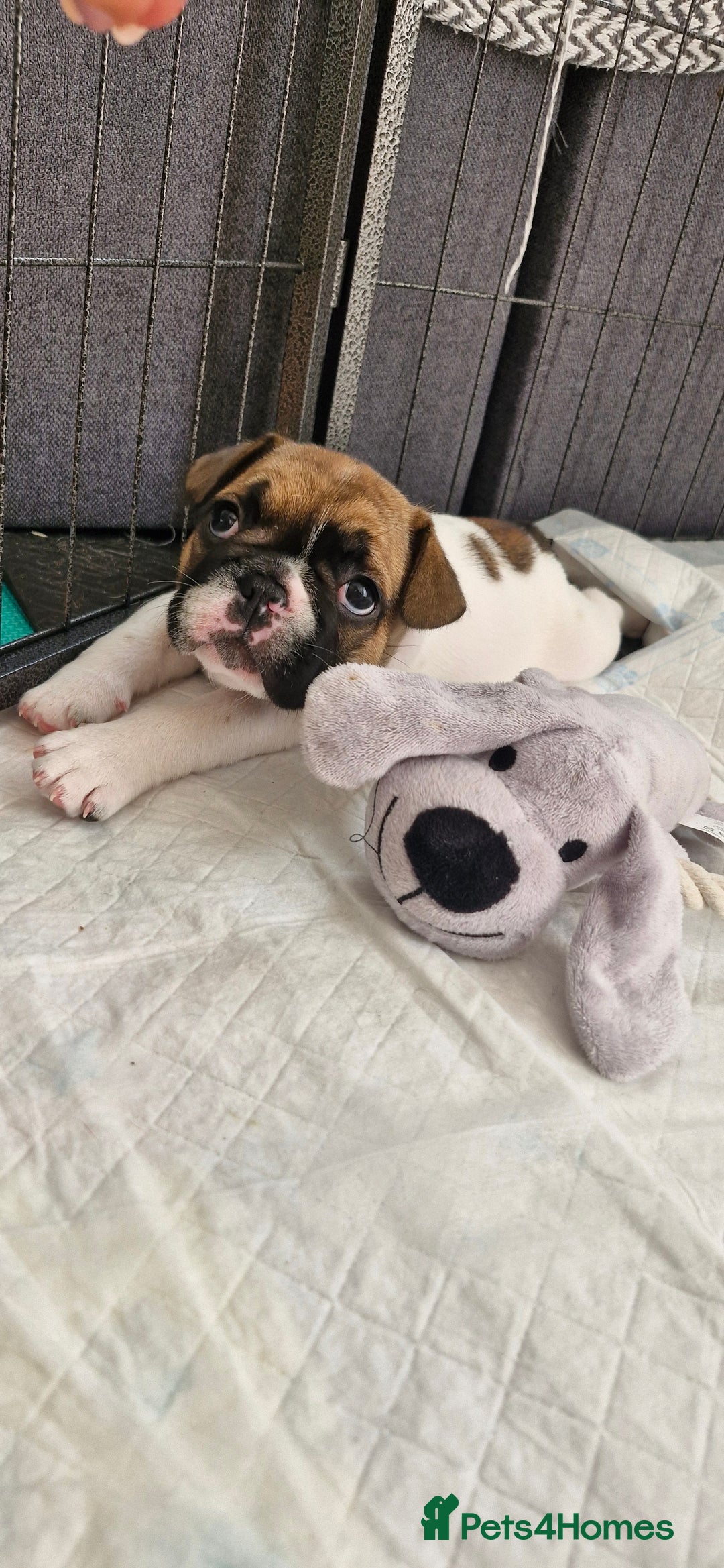 French Bulldog dogs for sale: French Bulldogs - Image 16