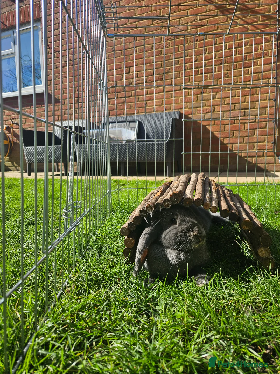 Mixed Breed rabbits for sale: Mixed breed rescue Doe - Advert 1