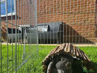 Mixed Breed rabbits Mixed breed rescue Doe - Advert 2