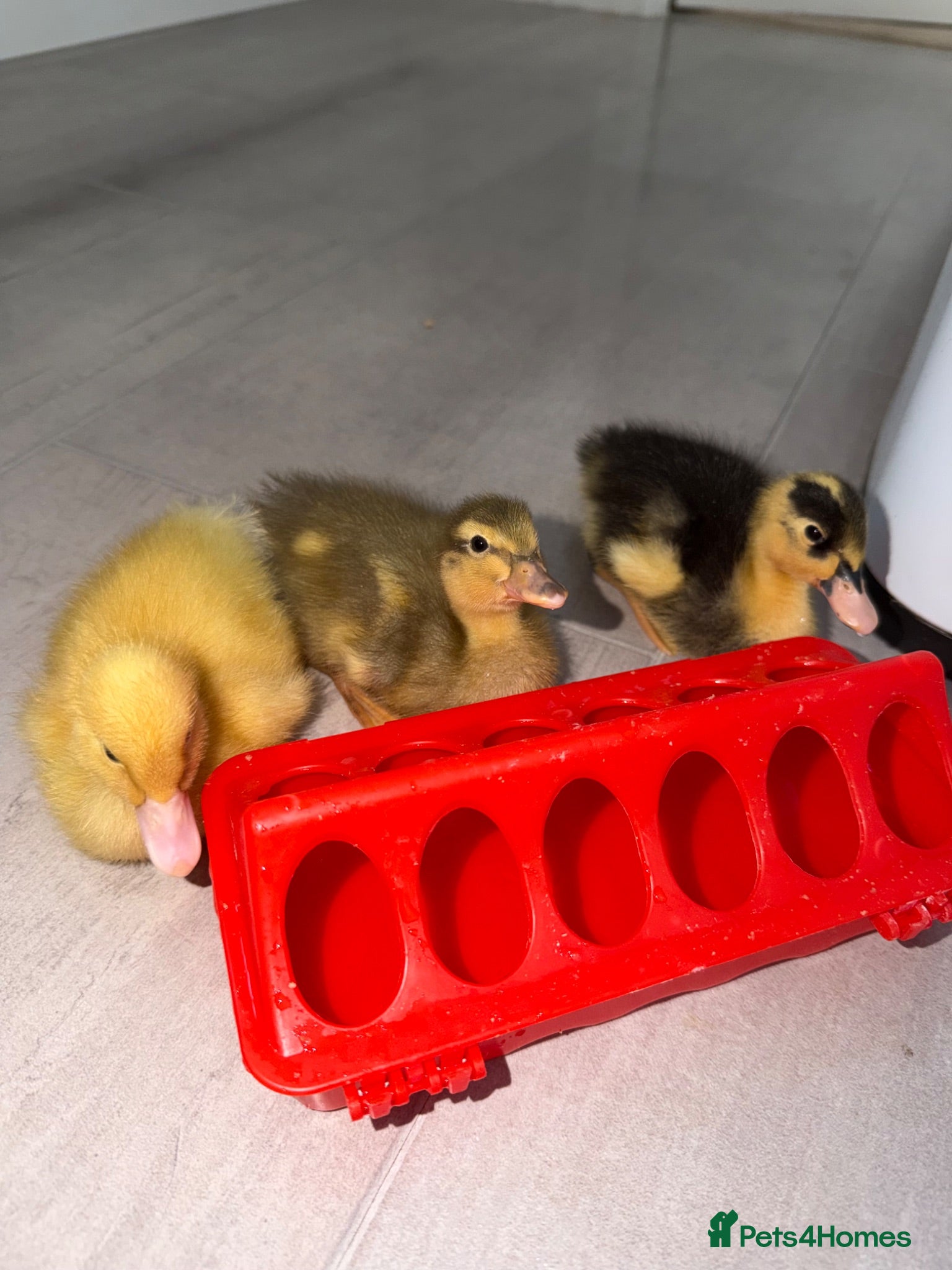 Ducks poultry 3 ducks for sale  - Advert 3