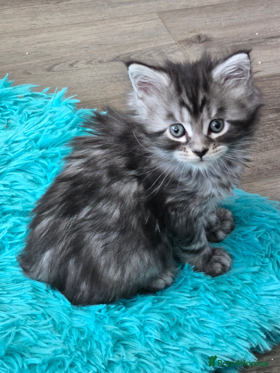 Maine Coon cats for sale: ✨✨ POLLYDACTYL MC  TiCA REG - Advert 33