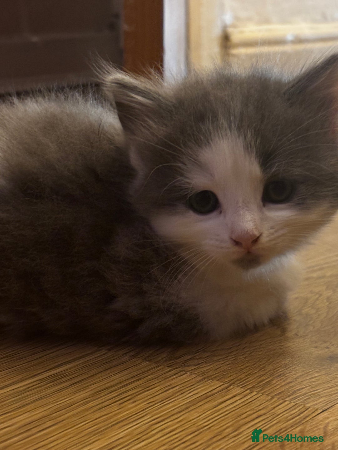 Mixed Breed cats for sale: Beautiful kittens for sale - Advert 12