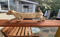 Bengal cats for sale: 5 Bengal kittens , 2 boys and 3 girls  - Image 28