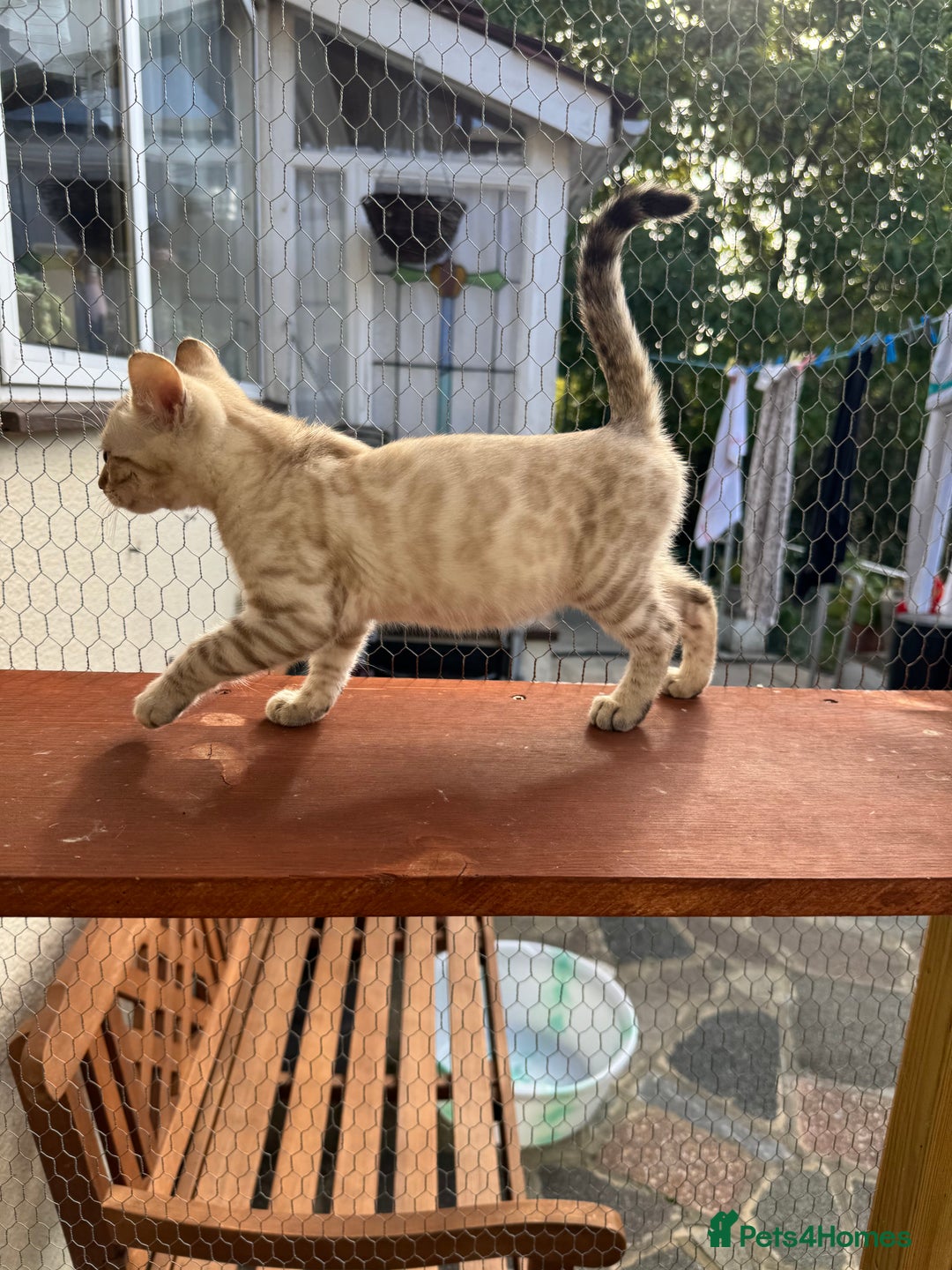 Bengal cats for sale: 5 Bengal kittens , 2 boys and 3 girls  - Image 28