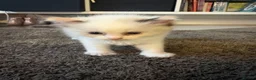 Ragdoll cats for sale: 5 Beautiful Fluffy Ragdoll Kittens  - Advert 26