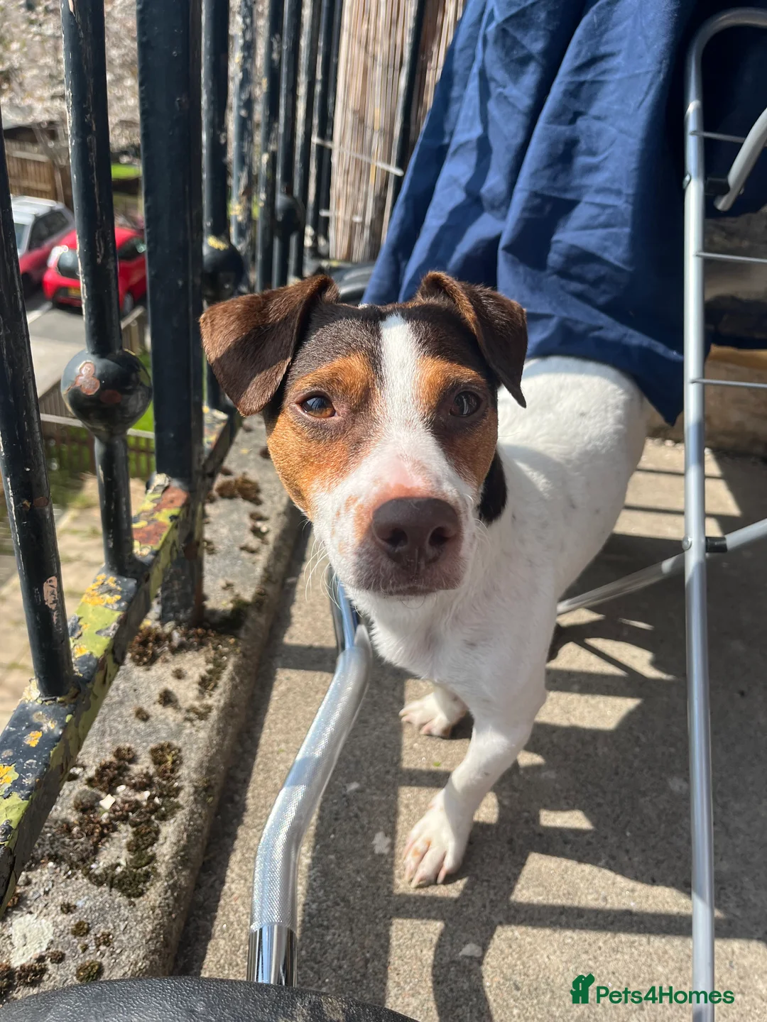 Jack Russell dogs for stud: Bruno for stud  - Advert 10