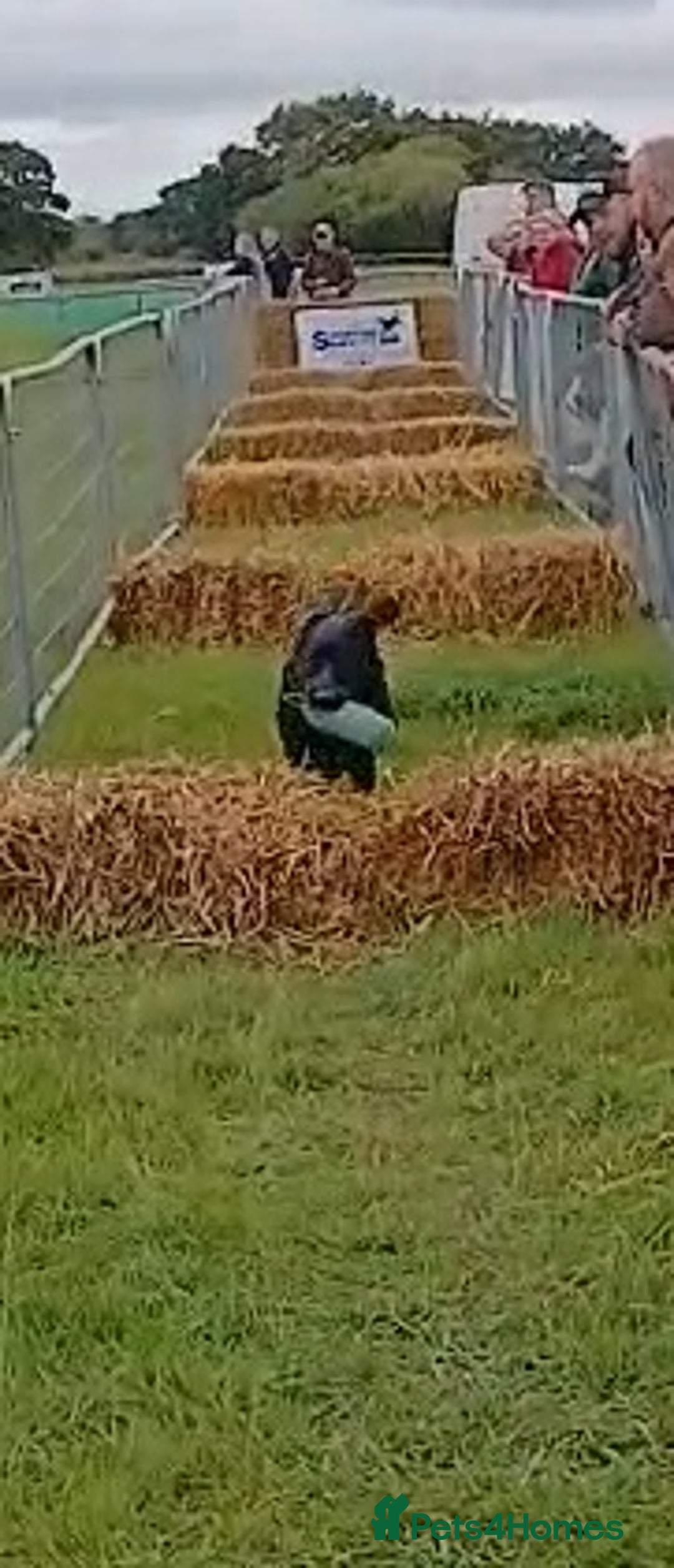 Labrador Retriever dogs for stud: KC Registered working Lab Stud – Proven – Smokie - Advert 18