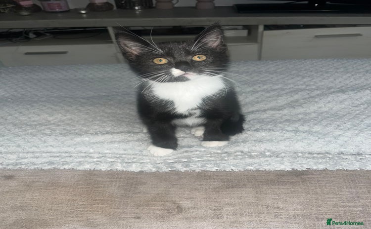 Mixed Breed cats - Advert 11
