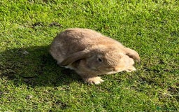 Mini Lop rabbits for sale: Mini lops , LionHead. READY NOW! 13th  - Image 11