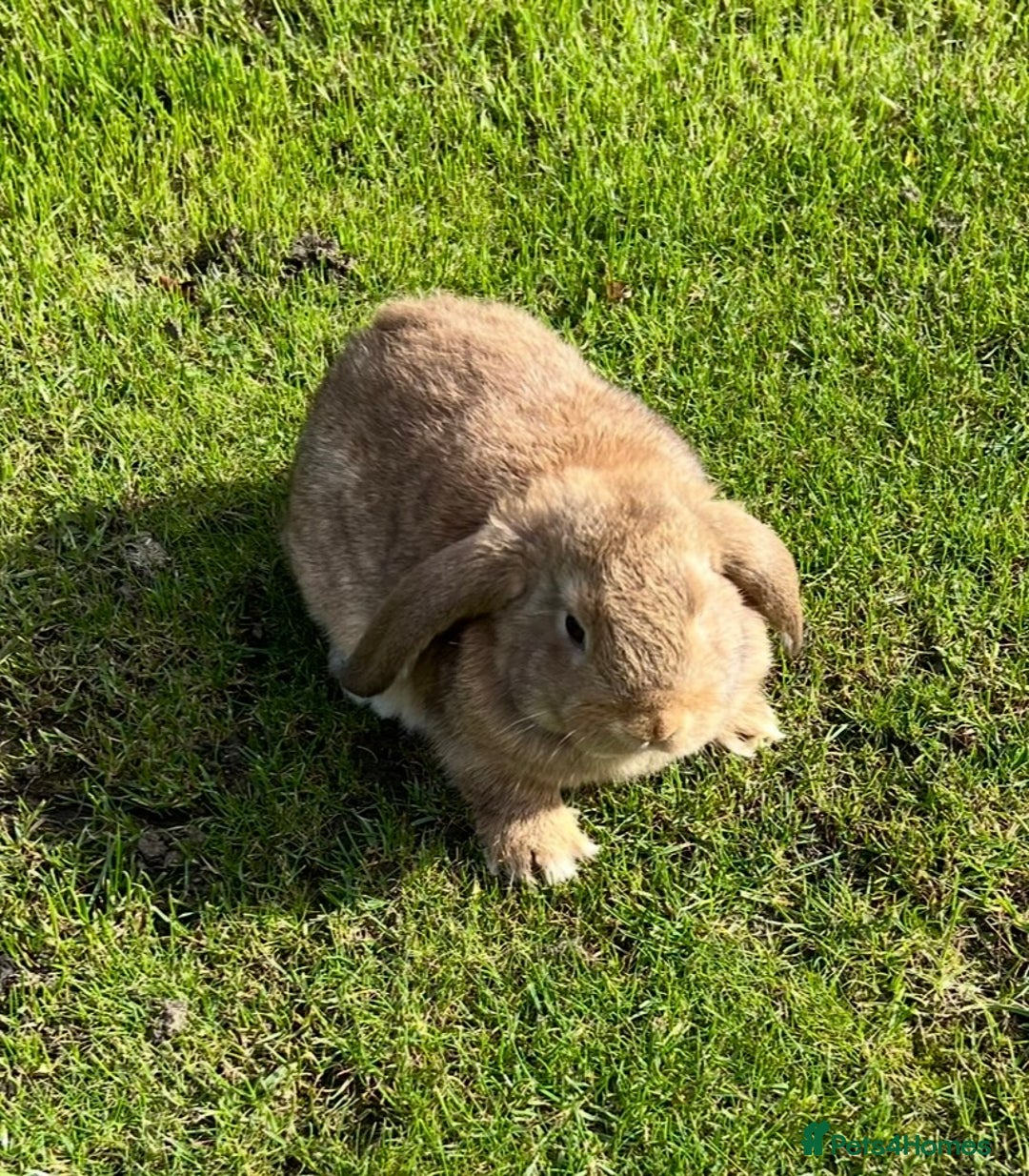 Mini Lop rabbits for sale: Mini lops , LionHead. READY NOW! 13th  - Image 11