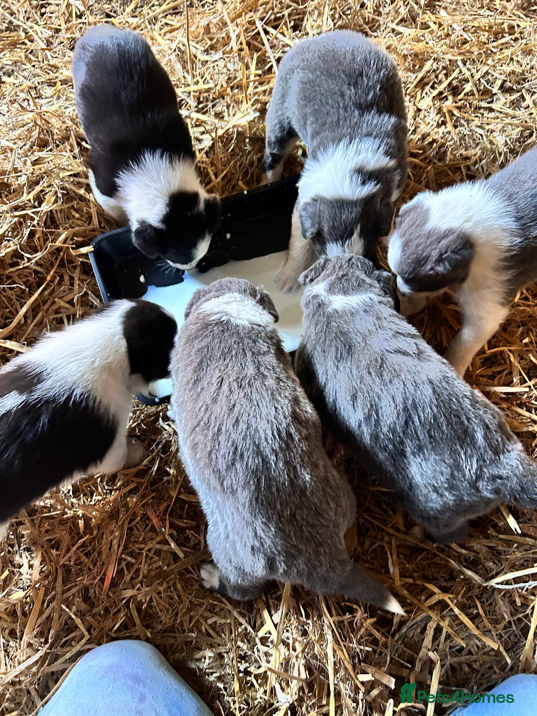 Border Collie dogs for sale: Sheepdog puppies - Advert 4
