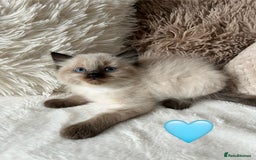 Ragdoll cats for sale: Stars 5 ⭐ Pure Ragdoll 💛 Lots of love 💛 - Image 7