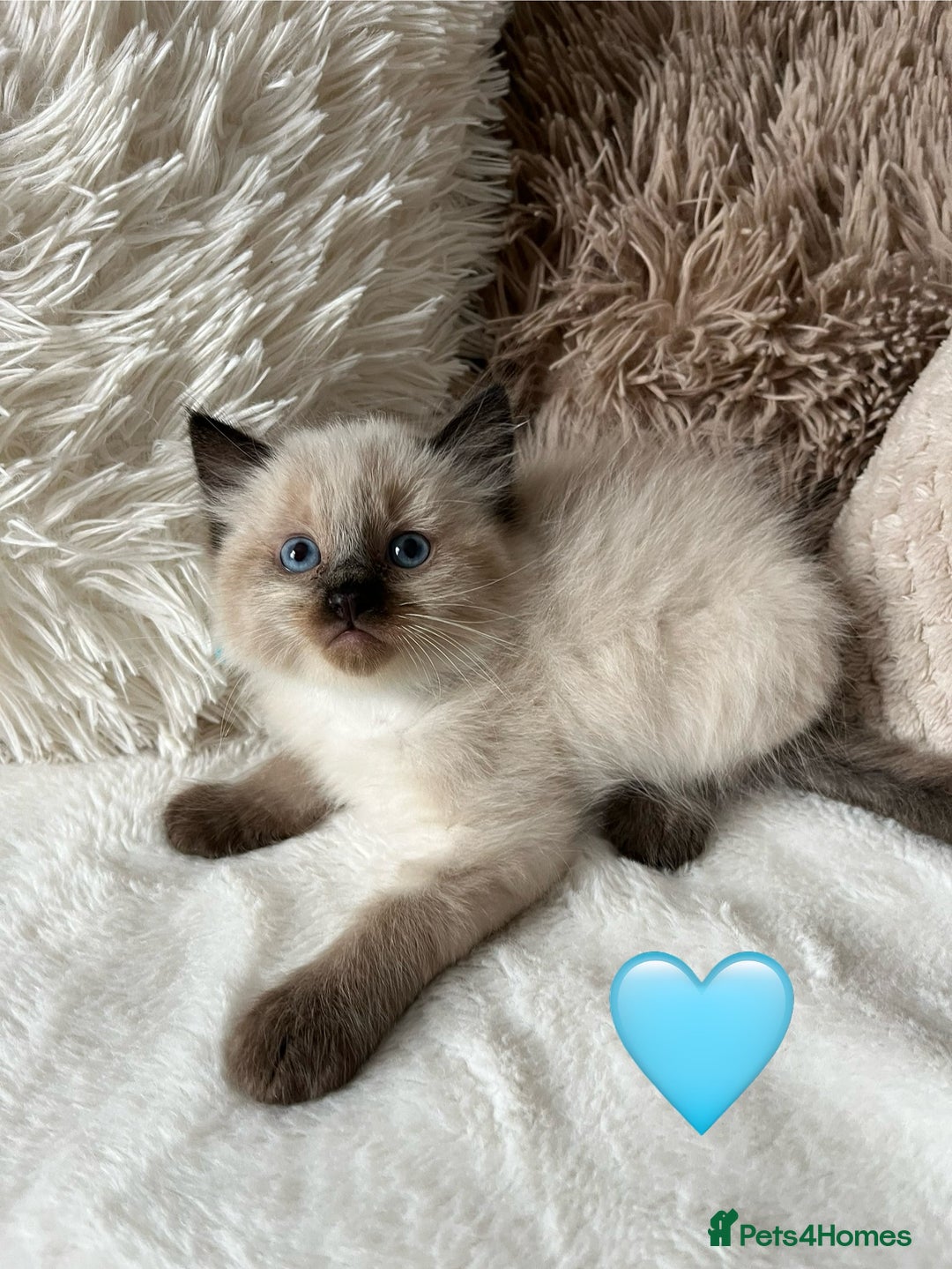 Ragdoll cats for sale: Stars 5 ⭐ Pure Ragdoll 💛 Lots of love 💛 - Image 7