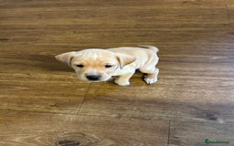 Cocker Spaniel dogs for sale: READY SOON! Working Cocker Spaniel mix Puppies  - Image 28