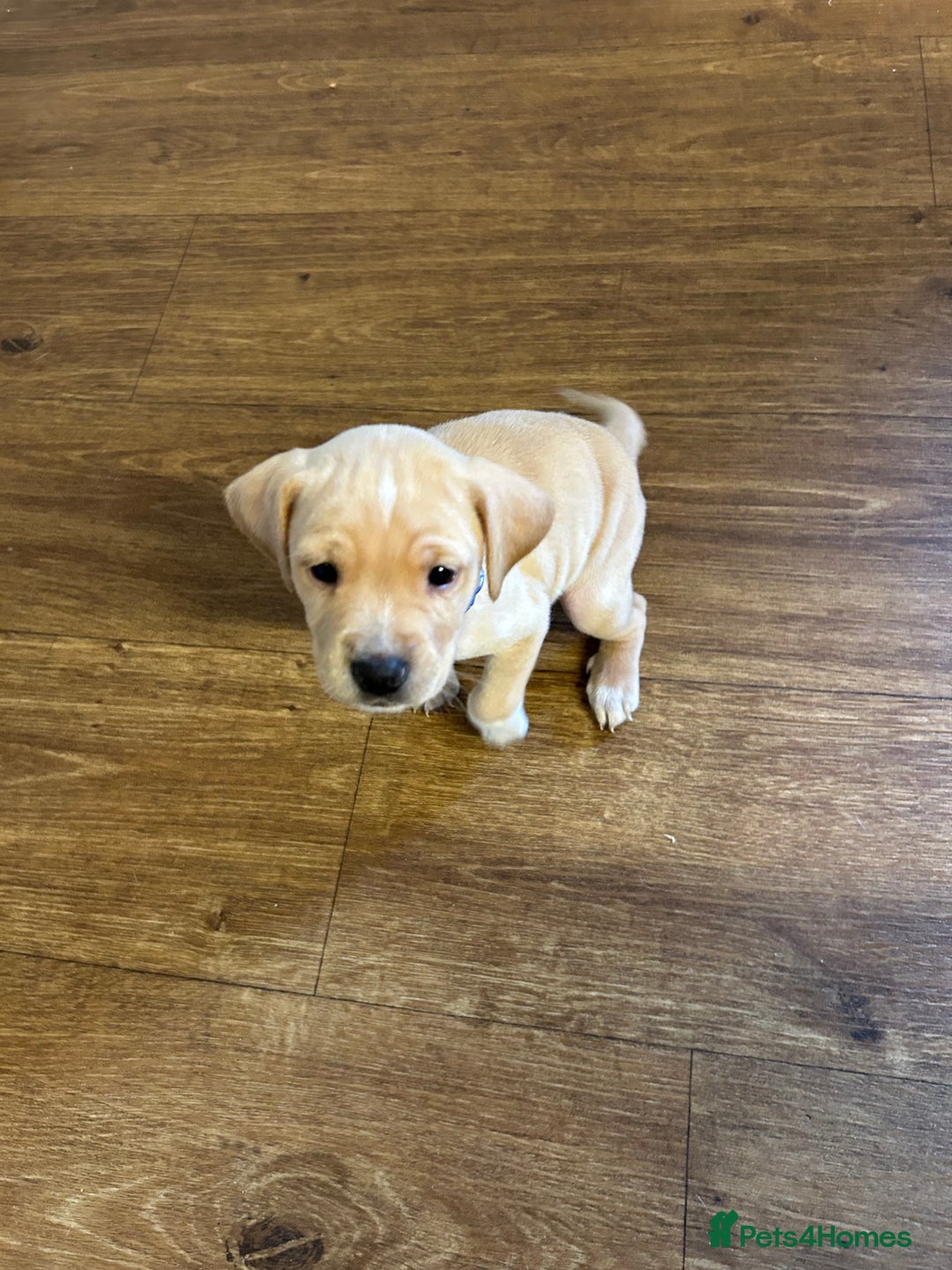 Cocker Spaniel dogs for sale: READY SOON! Working Cocker Spaniel mix Puppies  - Image 28