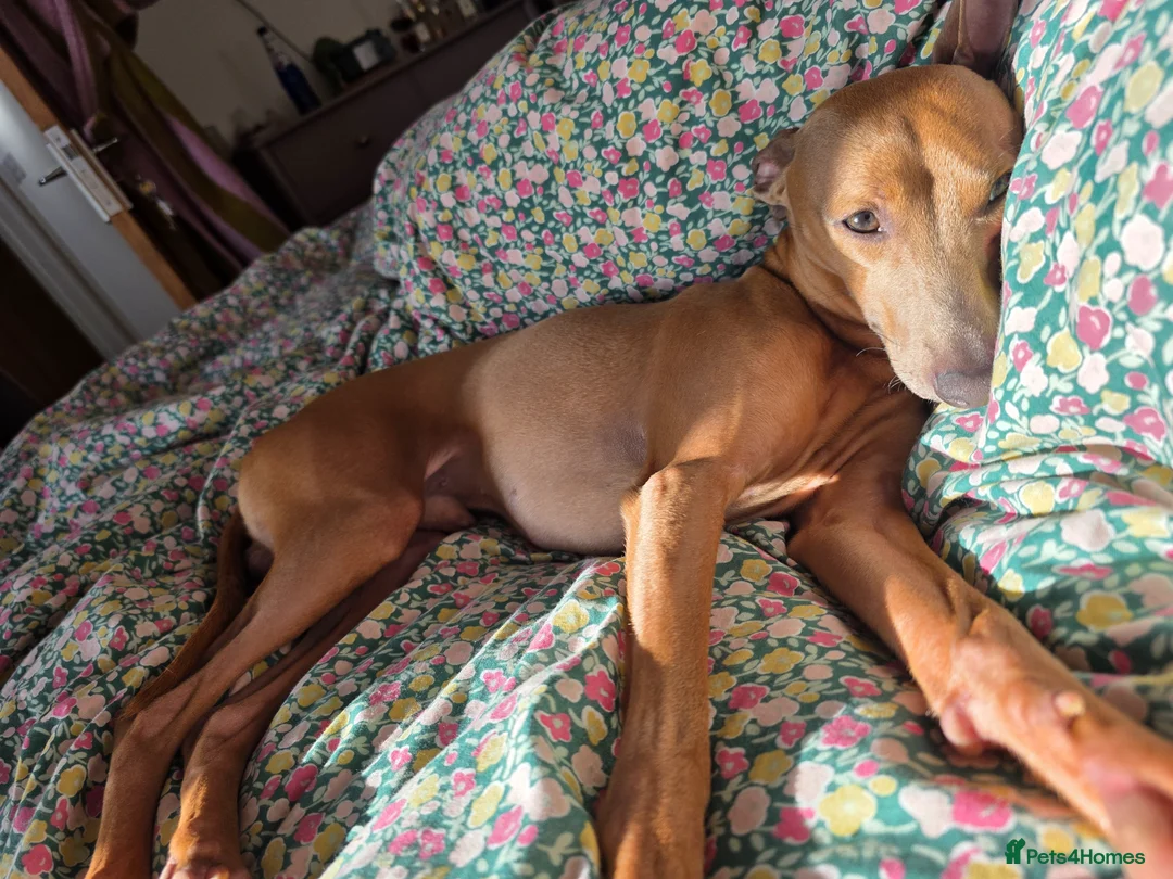 Italian Greyhound dogs for sale: Coming soon Italian Greyhound Puppies in Launceston - Advert 2