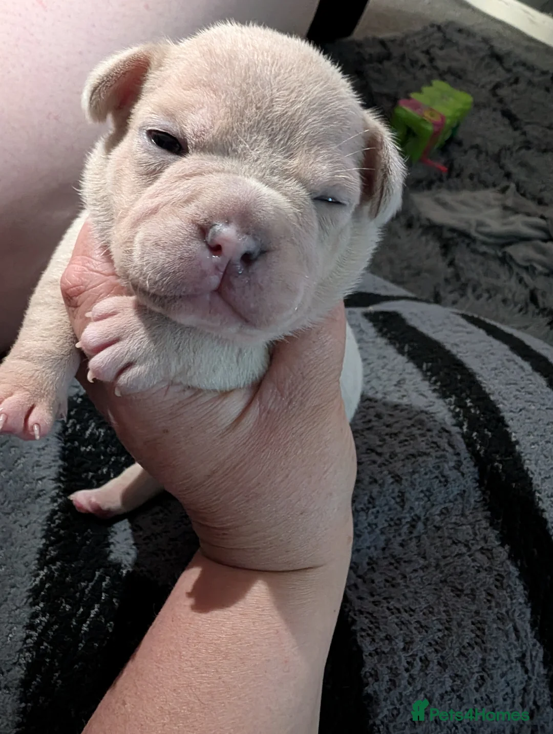 Mixed Breed dogs for sale: 5 amazing Frenchie X pups.  in Corby - Advert 2