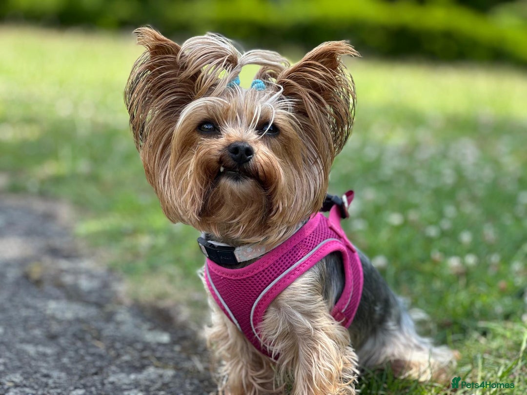 Yorkshire Terrier dogs for sale: Adorable  **  Yorkshire Terrier Puppies  - Image 1