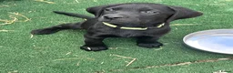 Labrador Retriever dogs for sale: Last girl available ready to leave labrador - Advert 6