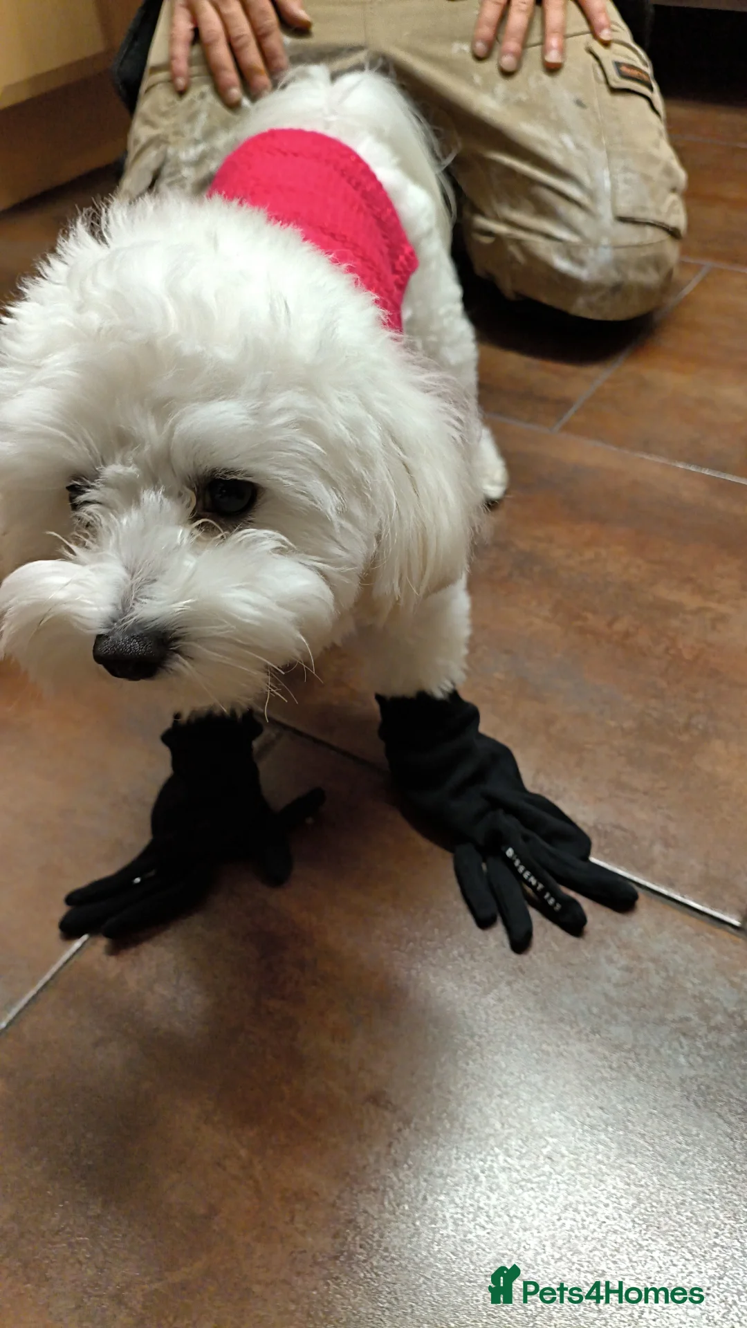 Maltipoo dogs for stud: Only for stud - Advert 6