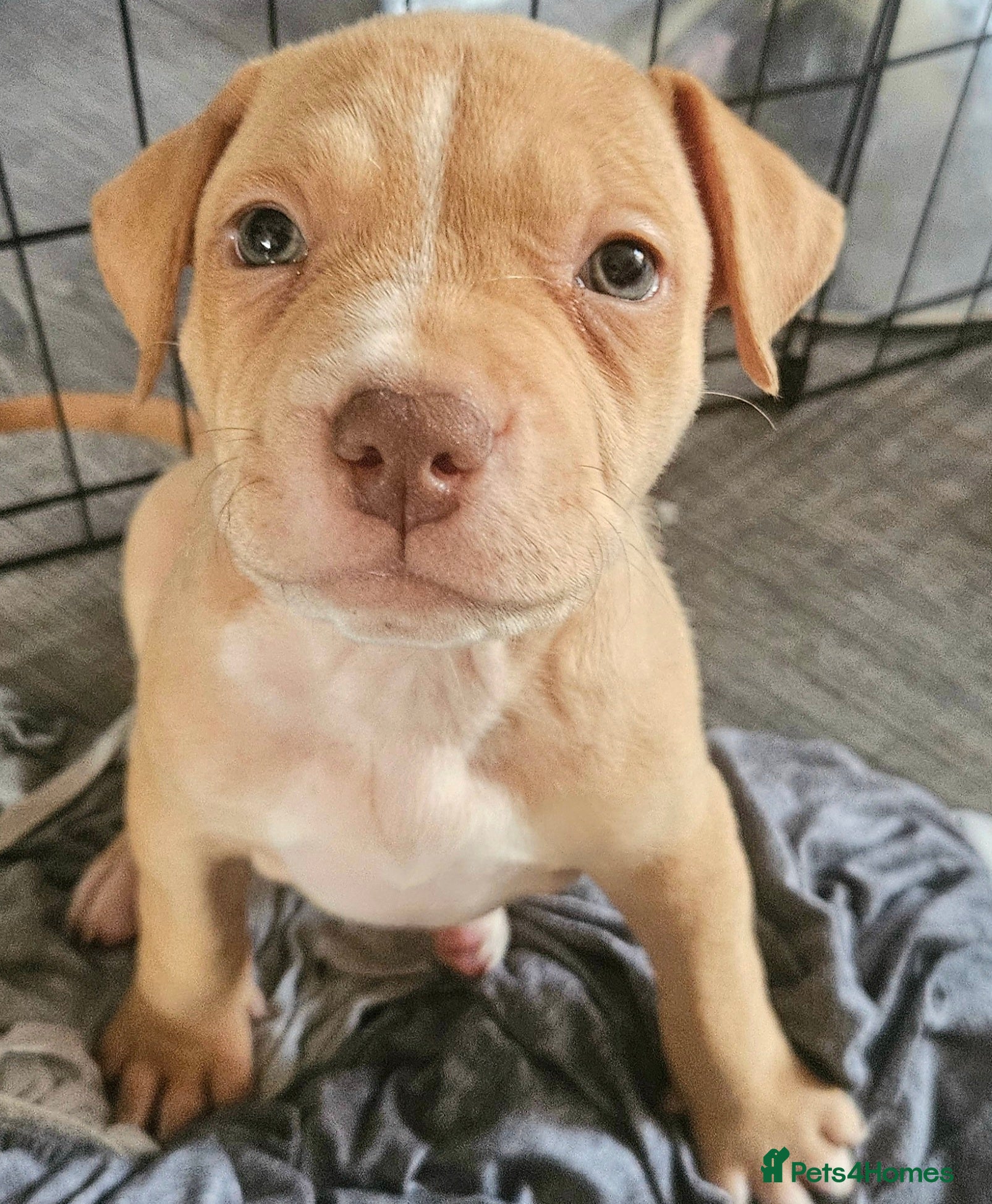 Mixed Breed dogs Sharpei x American bulldog pups - Advert 4