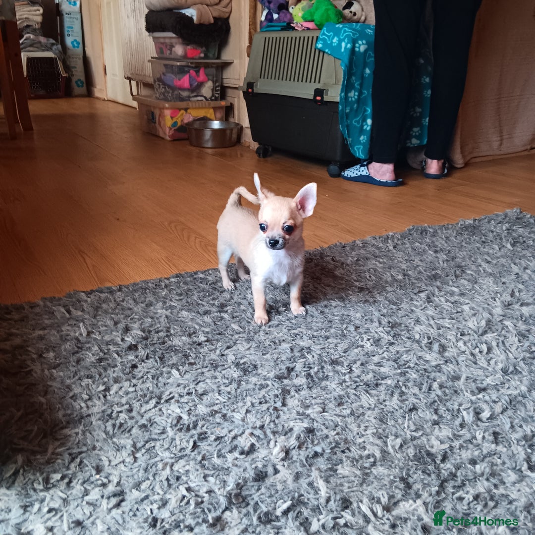 Chihuahua dogs for sale: Gorgeous Puppy chihuahua for sale - Image 2
