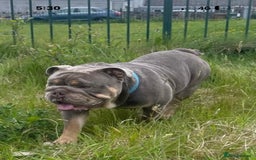 English Bulldog dogs for sale: British bulldog male  - Image 6
