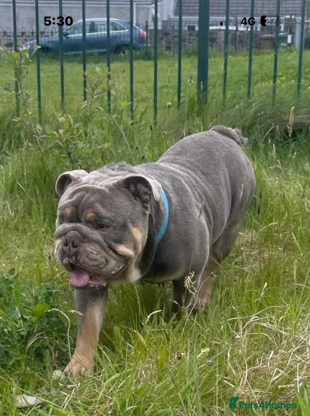 English Bulldog dogs for sale: British bulldog male  - Image 6
