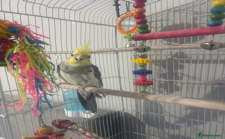 Cockatiels birds - Advert 15