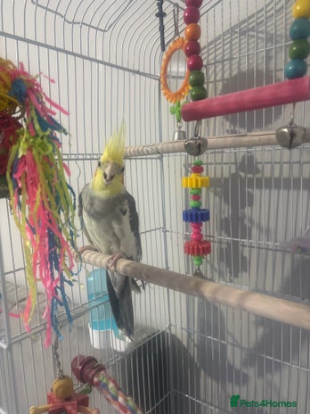 Cockatiels birds - Advert 15