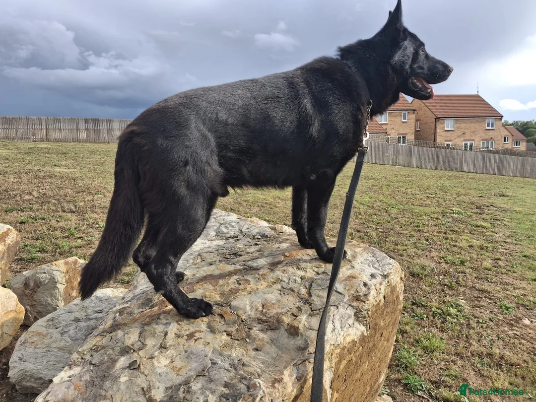 German Shepherd dogs for sale: Gorgeous German Shepherd Puppy in Bradford - Advert 2
