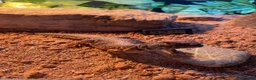 Lizard reptiles for sale: Moroccan Uromastyx (+/- set up)  in Glasgow - Advert 2