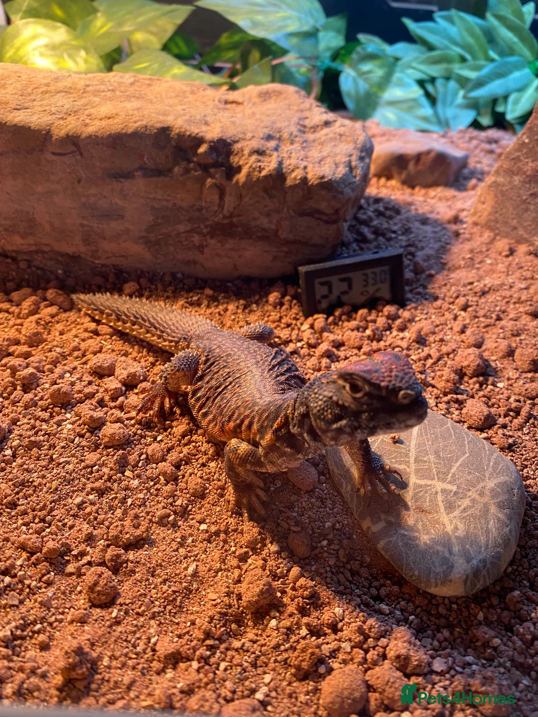 Lizard reptiles for sale: Moroccan Uromastyx (+/- set up)  in Glasgow - Advert 2