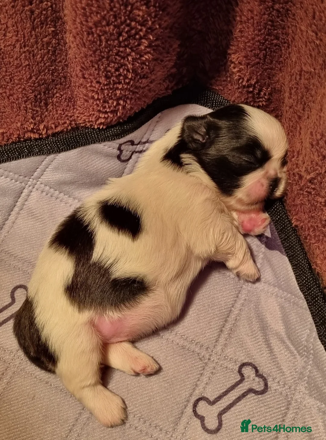 Shih Tzu dogs for sale: Shihtzu puppies - Advert 22