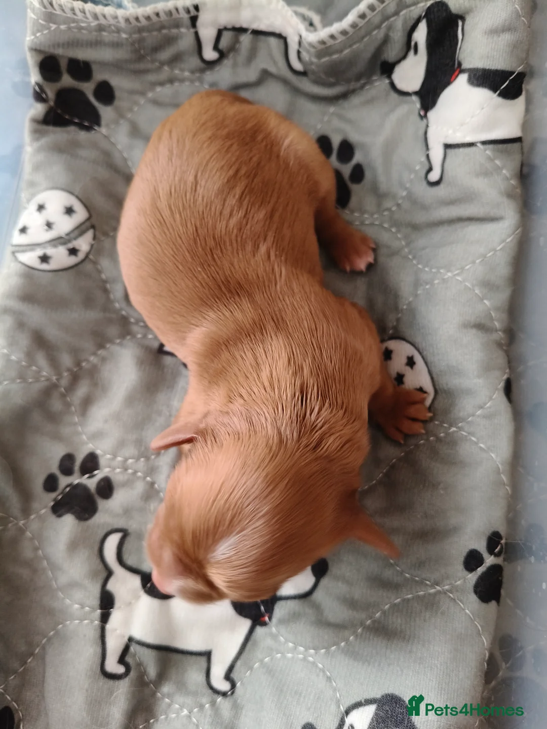 Cavalier King Charles Spaniel dogs for sale: Amazing 🤎Chocolate🤎 CKCS born today 25/05/26 - Advert 39