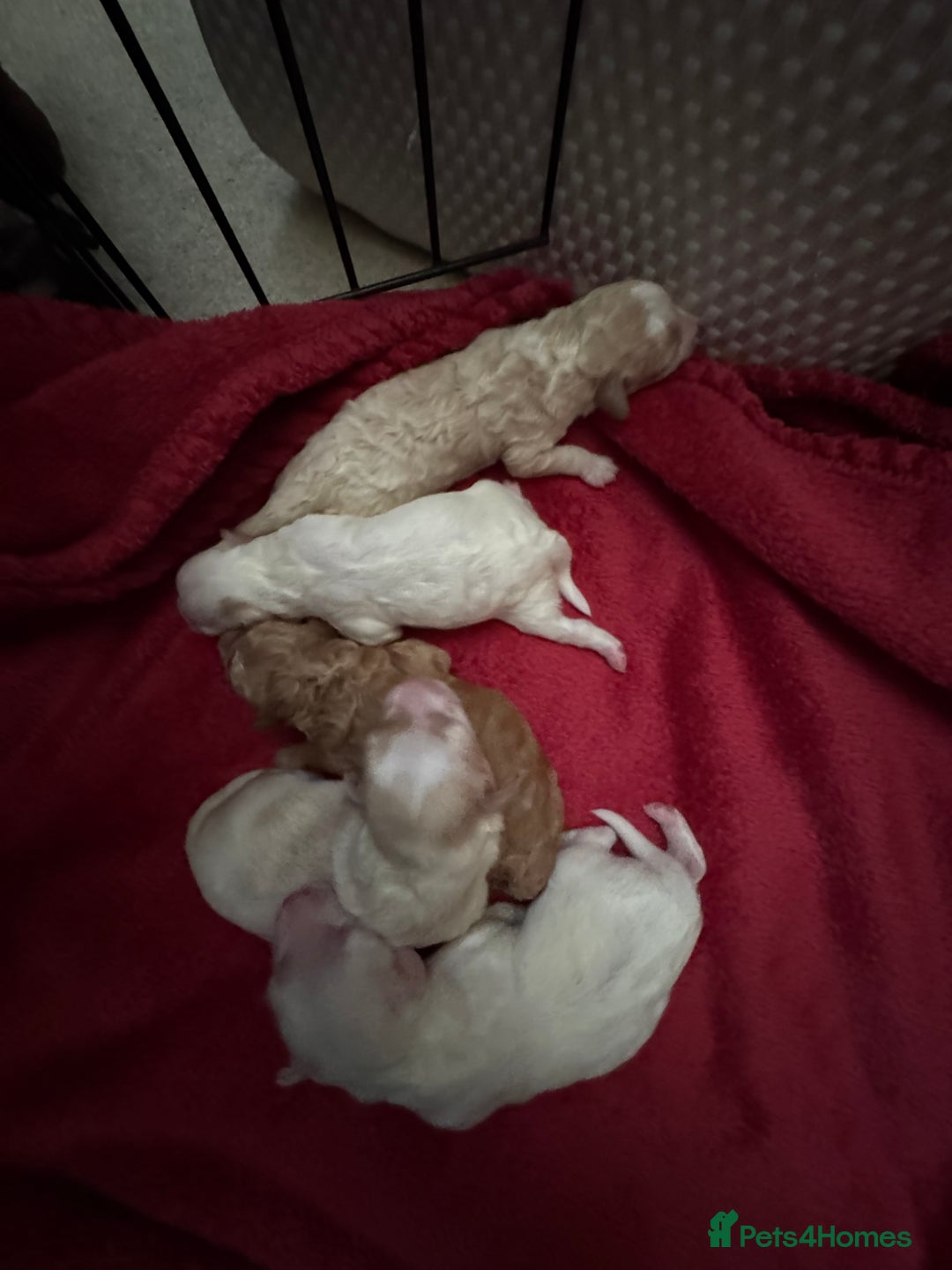 Toy Poodle dogs for stud: Stud duties only  - Image 5