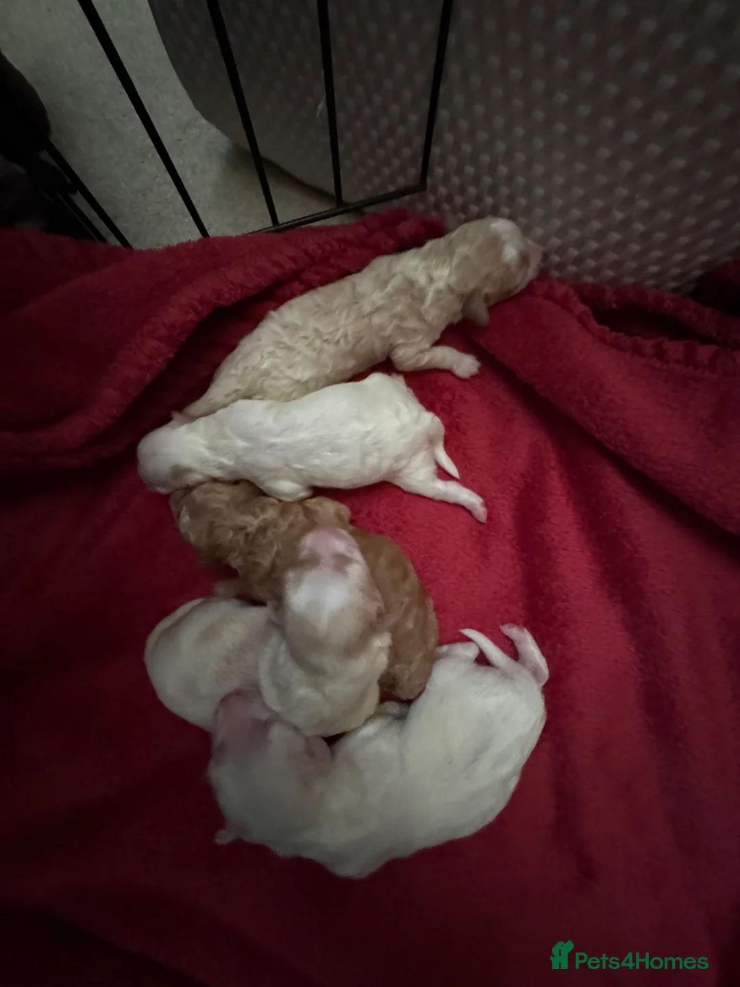 Toy Poodle dogs for stud: Stud duties only  - Advert 5