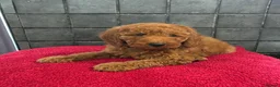 Miniature Poodle dogs for sale: Stunning Fox Red Minature Poodle Pups  - Advert 8