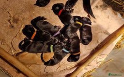 Labrador Retriever dogs for sale: Labrador puppies  - Image 12