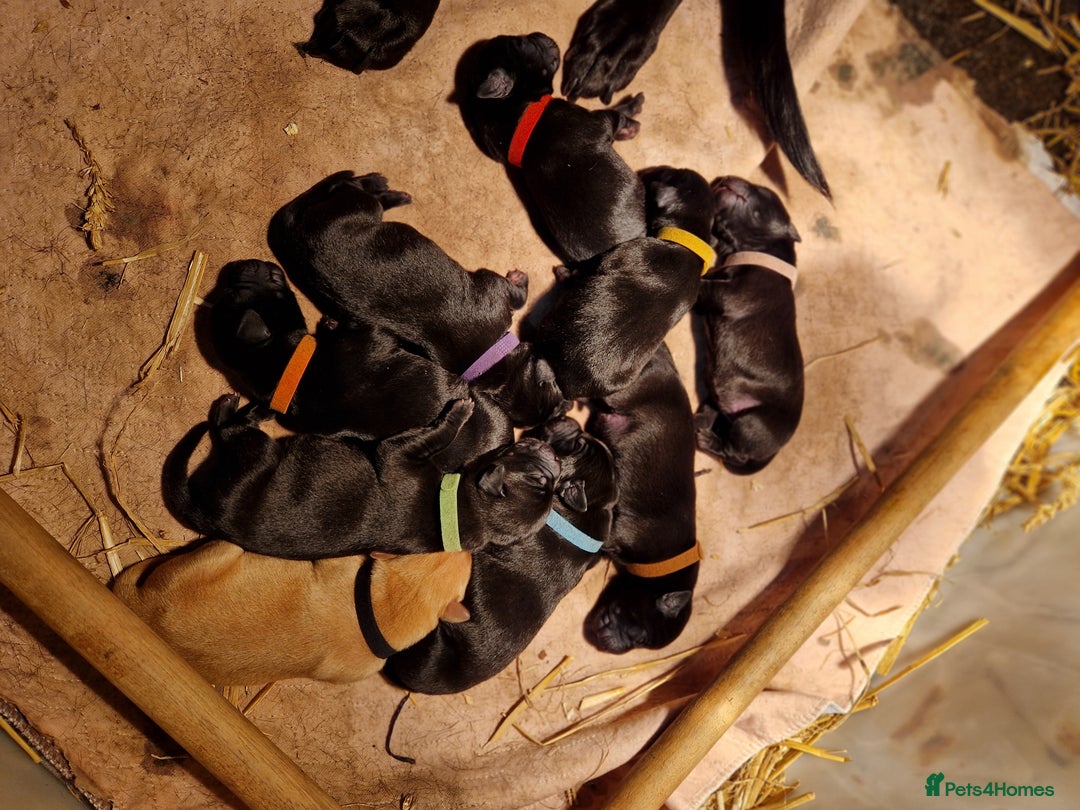 Labrador Retriever dogs for sale: Labrador puppies  - Image 12
