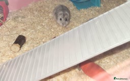 Hamster rodents for sale: FREE 2 x dwarf hamsters - Image 4