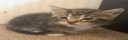 Mixed Breed cats for sale: Kittens  - Advert 4