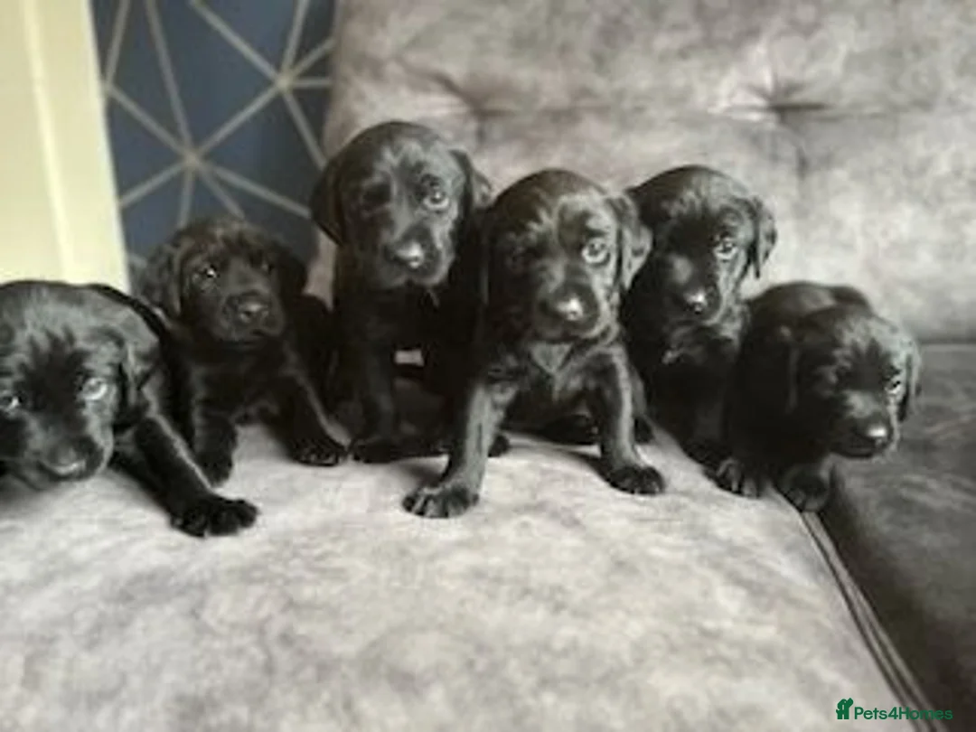 Labrador Retriever dogs for sale: Stunning litter of KC black labradors - Advert 1