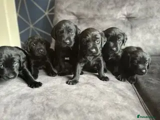 Labrador Retriever dogs Stunning litter of KC black labradors - Advert 5